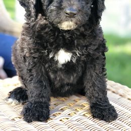 Bernedoodle and Goldendoodle Puppies from BrookeMarie’s Goldendoodle Love