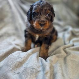 Fudge - Merle male Bernedoodle puppy in Mc Gaheysville, Virginia from Doting Doodles