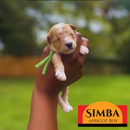 Simba - Apricot male Cavapoo puppy in Memphis, Tennessee from J'Adore Doodles