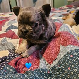 Rigby - Fawn brindle and white male French Bulldog puppy in Bend, Oregon from High Lakes Frenchies