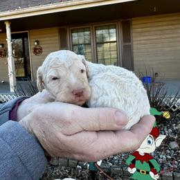Cream - White female Bernedoodle puppy in Holt, Missouri from Mindys Doodles