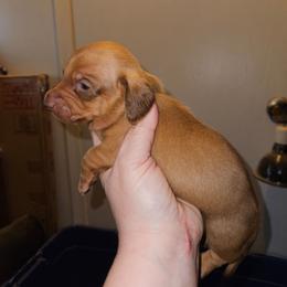 Boy 2 - Red male Dachshund puppy in Lansing, Michigan from Black Thunder 517 Cane Corso and Dachshunds and frenchies