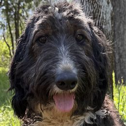 Bonnie - Bernedoodle