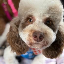 Blaze - Parti male Poodle puppy in Southampton, New Jersey from Lavishly Loved Pets LLC
