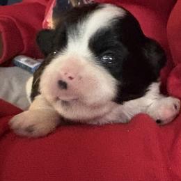 Cupid - Black and white male Shih Tzu puppy in Mattoon, Illinois from Jenkins Tzu and Poo’s