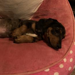 Dachshund Puppies from Rich’s beautiful dachshunds