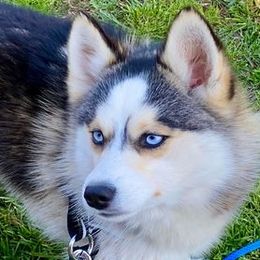 Keno - Pomsky