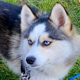 Keno - Pomsky