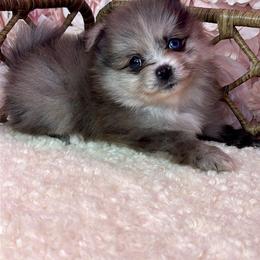 Pomeranian Puppies from Nel’s Pomeranians