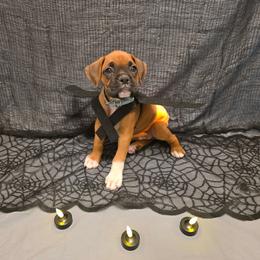 Miss Sox - Fawn female Boxer puppy in Prairieville, Louisiana from Puppy Patch