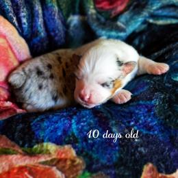Twinky - Blue merle female Australian Shepherd puppy in Paola, Kansas from Tiz Ranch