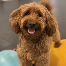 Goldendoodles from Gertie’s Goldendoodles