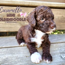 Aussiedoodle, Goldendoodle, and Poodle Puppies from Hilltop Cuddle Pups