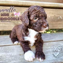 Aussiedoodle, Goldendoodle, and Poodle Puppies from Hilltop Cuddle Pups
