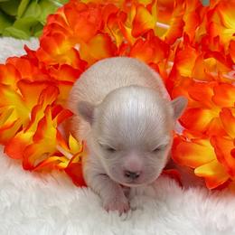 Darker Cream and White Female - Cream female Chihuahua puppy in Lee Center, New York from Alfheim-Andromeda Chihuahua's (A &A's)