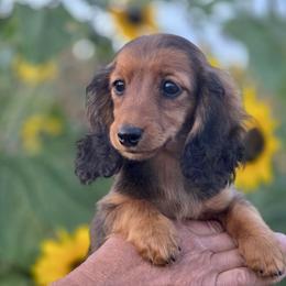 Garnet is 4000dollars - Red female Dachshund puppy in Crystal, Michigan from Mare-bella Dachshunds
