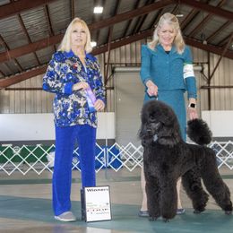 Poodle All Grown Up from Mistel Standard Poodles