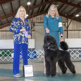 Poodle All Grown Up from Mistel Standard Poodles