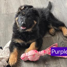 Purple Collar - Black and red female German Shepherd puppy in Sumner, Iowa from Vom Wilke Kennels