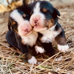 Bernese Mountain Dog Puppies from Faith’s Bernese