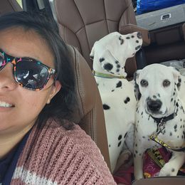 Dalmatian Puppies from America's Dalmatian Friends