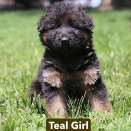 Puppy 2 - Black and red female German Shepherd puppy in Humboldt, Iowa from Valiant Shepherds