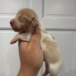 Maeve - Cream female Dachshund puppy in Fort Myers, Florida from Lady Margery’s Dachshunds