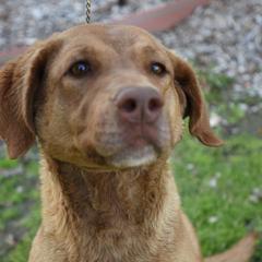 Chesapeake Bay Retrievers from Sandy Oak Acres