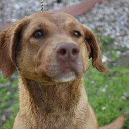 Chesapeake Bay Retrievers from Sandy Oak Acres