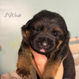 Sky - Black and red male German Shepherd puppy in Orlando, Florida from AceHaven Canines