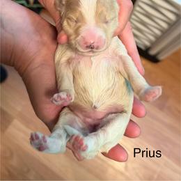 Prius - Yellow and white female Bernedoodle puppy in Campbellsville, Kentucky from Blue Belle Hills Bernedoodles
