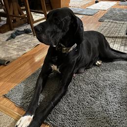 Emry - Great Dane