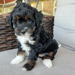Tina - Tri-color female Bernedoodle puppy in Holtwood, Pennsylvania from Country Ridge Puppies