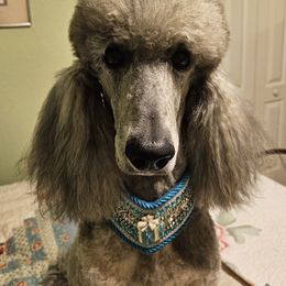 NIKKI - Poodle