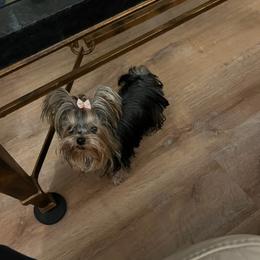 Yorkshire Terrier All Grown Up from Reese's Angelface Yorkies