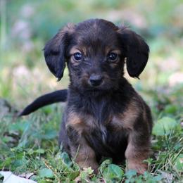Dachshund Puppies from Tygart Creek Dachshunds