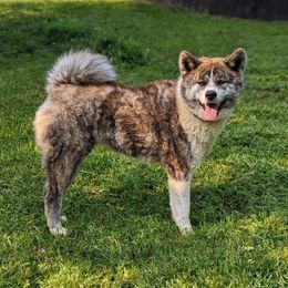 Bindi - Akita
