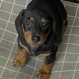 Resees - Black and tan male Dachshund puppy in Spring Hill, Florida from Adorable Doxxies