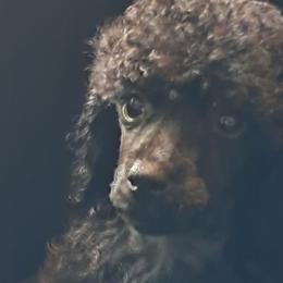 Charlie - Black male Poodle puppy in Athens, Texas from It's  A Dog Thing