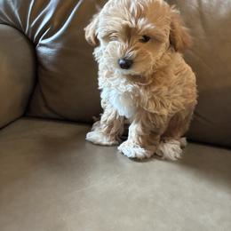 Merna - Fawn sable female Havapoo puppy in Centerville, Idaho from HopplevalleyPTA...(Puppies To Adore)