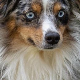 Toy Australian Shepherds from Mountain Creek Aussies