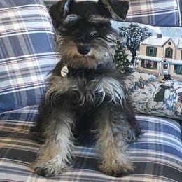 Margie - Miniature Schnauzer