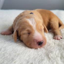 Clyde - Apricot male Assorted Doodle Crosses puppy in Blackfoot, Idaho from Lucky Pup Meadows