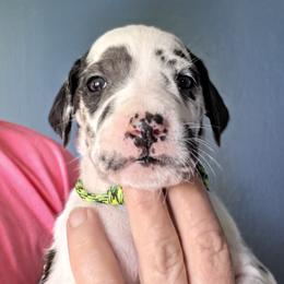 HARLEQUIN FEMALE GREEN BLACK COLLAR - Harlequin female Great Dane puppy in Hickman, Kentucky from Tidal Wave Danes