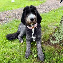 Ruby - Black and white female Bernedoodle puppy in Midland, Michigan from Northern Charm Farm