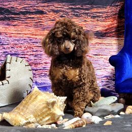Maizy - Poodle