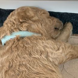 Boy 6 - Goldendoodle puppy in St. Lucie, Florida from A Doodle Life, LLC