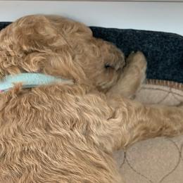 Boy 6 - Goldendoodle puppy in St. Lucie, Florida from A Doodle Life, LLC