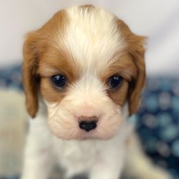 Cavalier King Charles Spaniels, Cavapoos, and Golden Retrievers from Cedar Hill Pups