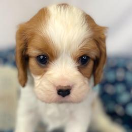 Cavalier King Charles Spaniels, Cavapoos, and Golden Retrievers from Cedar Hill Pups